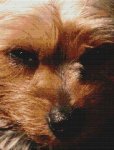(image for) Yorkie Beauty